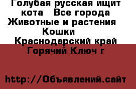 Голубая русская ищит кота - Все города Животные и растения » Кошки   . Краснодарский край,Горячий Ключ г.
